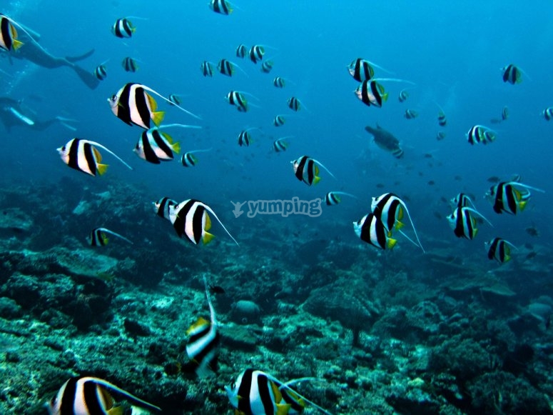 Profundidades marinas Profundidades marinas